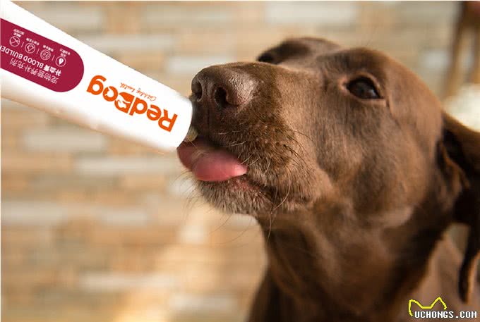 犬猫贫血不简单，试试红狗补血膏