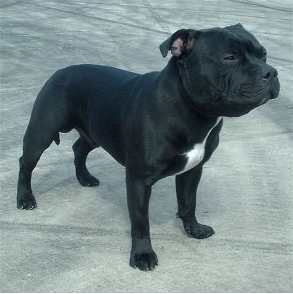 世界上战斗力最强最凶最狠的狗—比特犬，比藏獒还要厉害