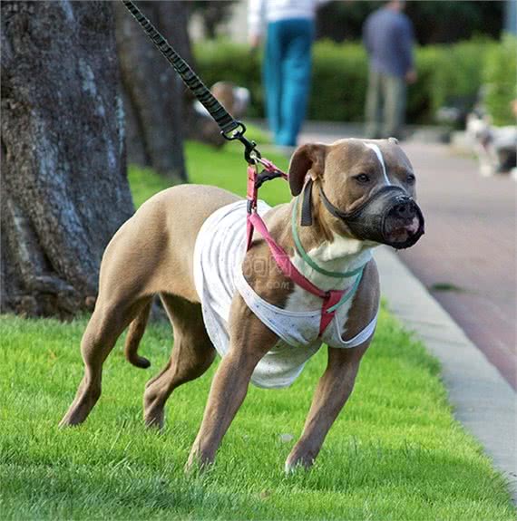 世界上战斗力最强最凶最狠的狗—比特犬，比藏獒还要厉害