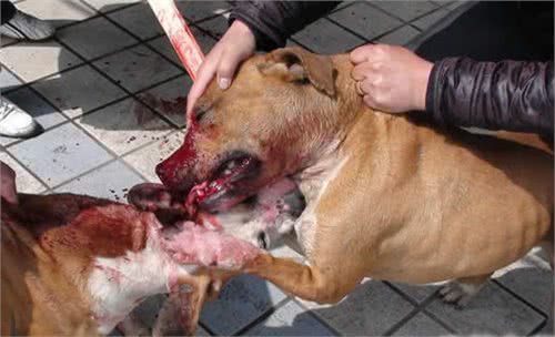 世界上战斗力最强最凶最狠的狗—比特犬，比藏獒还要厉害