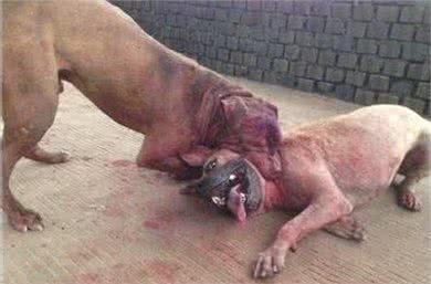 世界上战斗力最强最凶最狠的狗—比特犬，比藏獒还要厉害