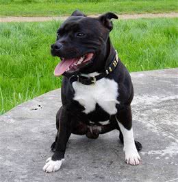 世界上战斗力最强最凶最狠的狗—比特犬，比藏獒还要厉害