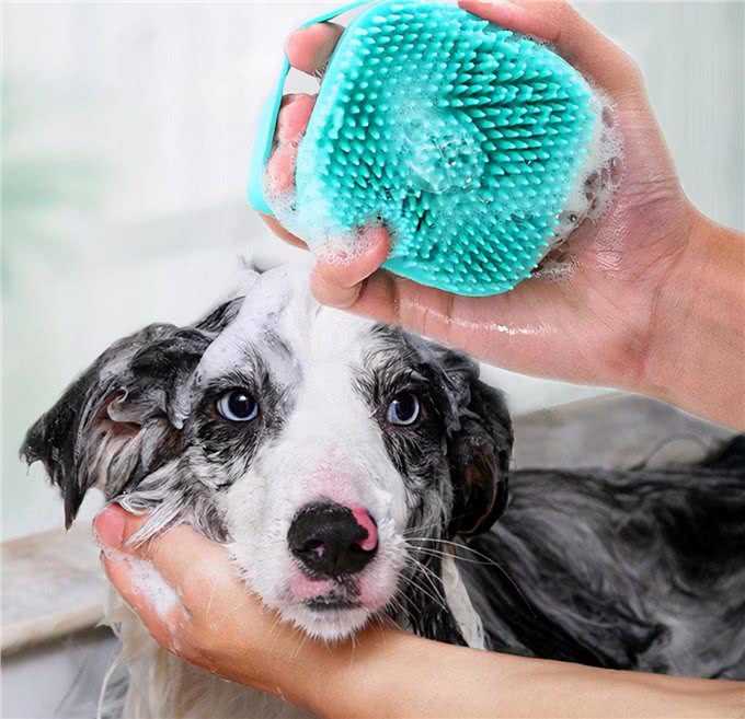 狗狗多久洗一次澡?原来这么多年都错了