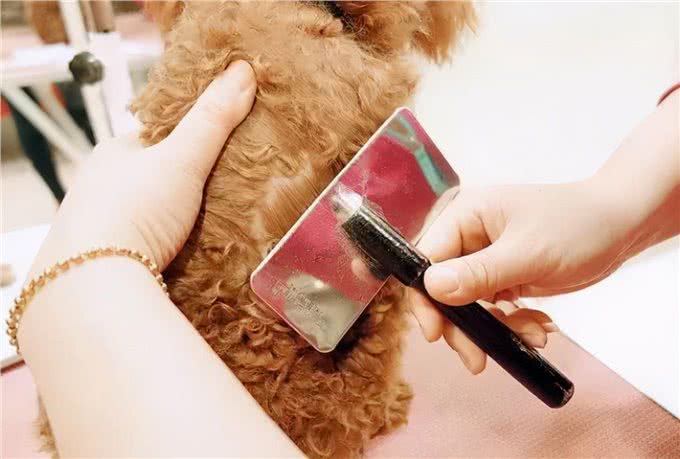 狗狗多久洗一次澡?原来这么多年都错了