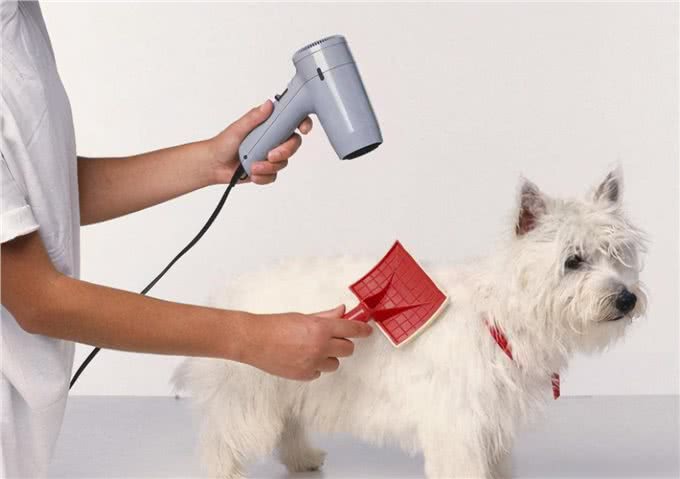 狗狗多久洗一次澡?原来这么多年都错了