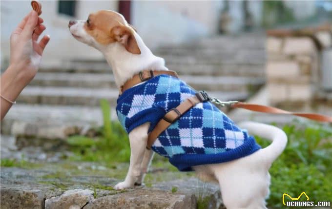 狗狗多久洗一次澡?原来这么多年都错了