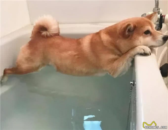 狗狗多久洗一次澡?原来这么多年都错了