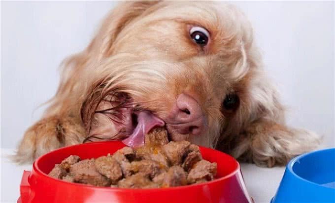 狗狗多久洗一次澡?原来这么多年都错了