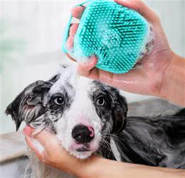 狗狗多久洗一次澡?原来这么多年都错了