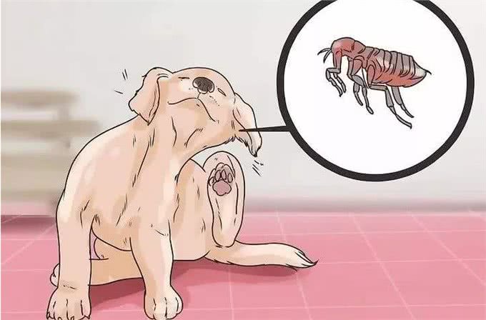 如果你家狗狗有这些症状，那么身上肯定有很多寄生虫