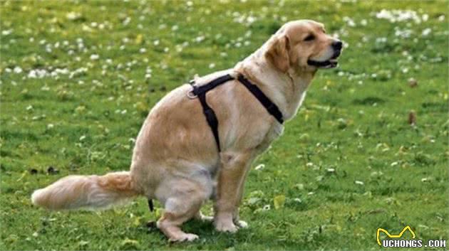 如果你家狗狗有这些症状，那么身上肯定有很多寄生虫