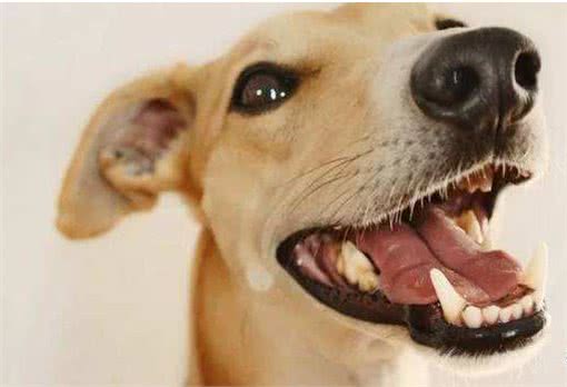 如果你家狗狗有这些症状，那么身上肯定有很多寄生虫