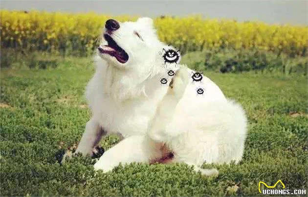 如果你家狗狗有这些症状，那么身上肯定有很多寄生虫