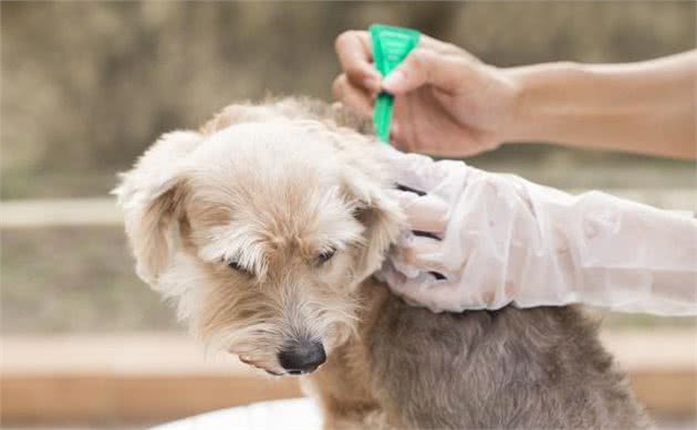 如果你家狗狗有这些症状，那么身上肯定有很多寄生虫