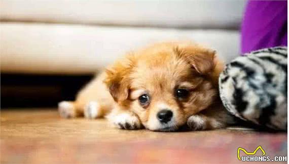 如果你家狗狗有这些症状，那么身上肯定有很多寄生虫