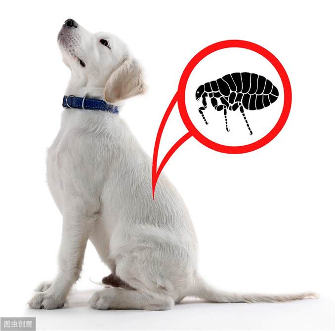 如果你家狗狗有这些症状，那么身上肯定有很多寄生虫