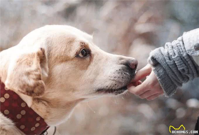 真正爱狗的人，其实都会有这些特征
