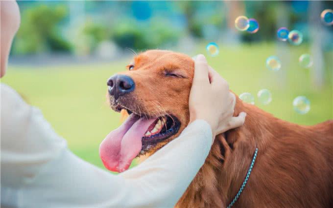 真正爱狗的人，其实都会有这些特征