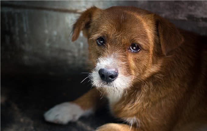 真正爱狗的人，其实都会有这些特征