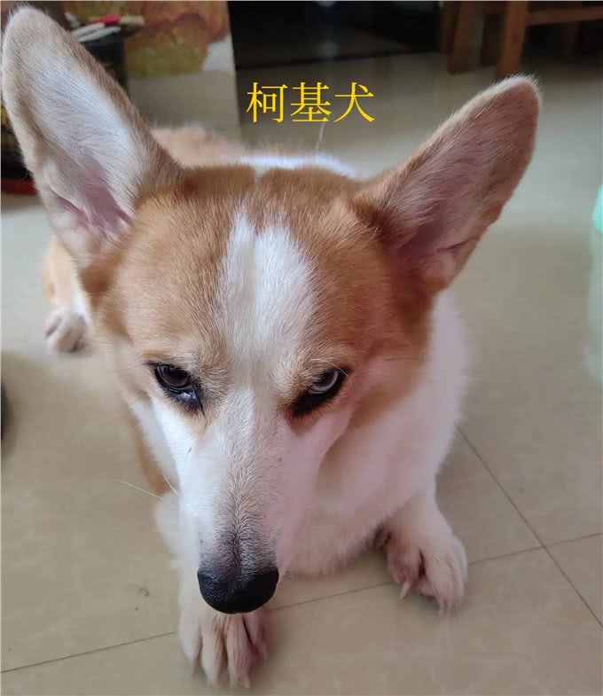 给想在家里养狗狗的亲们的一点建议：