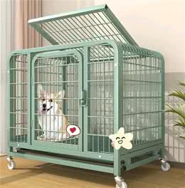 给想在家里养狗狗的亲们的一点建议：