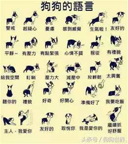 狗狗的肢体语言知多少
