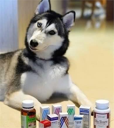 大热天，狗狗上火了怎么破!