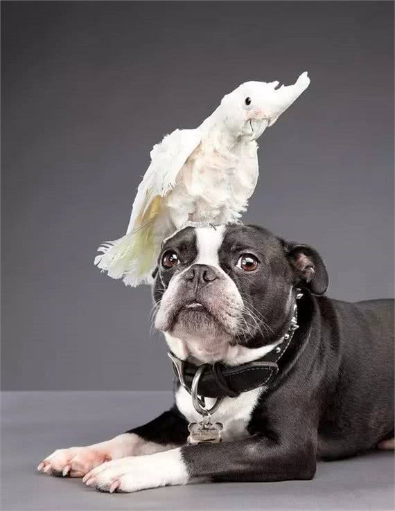 大热天，狗狗上火了怎么破!