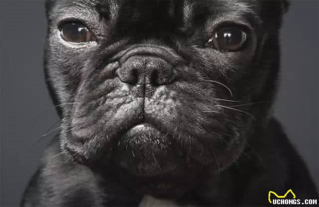 大热天，狗狗上火了怎么破!