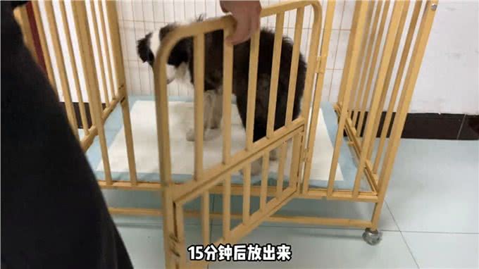 狗狗小、是训练定点排便最好的时候了—养狗经验分享