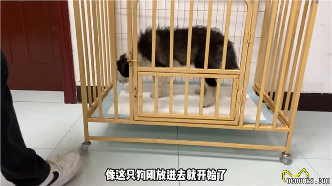 狗狗小、是训练定点排便最好的时候了—养狗经验分享