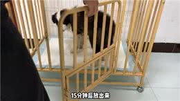 狗狗小、是训练定点排便最好的时候了—养狗经验分享