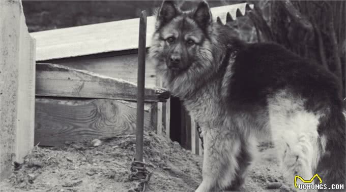 狗狗被主人锁在后院多年，第一次看到海，它激动得嗷嗷叫