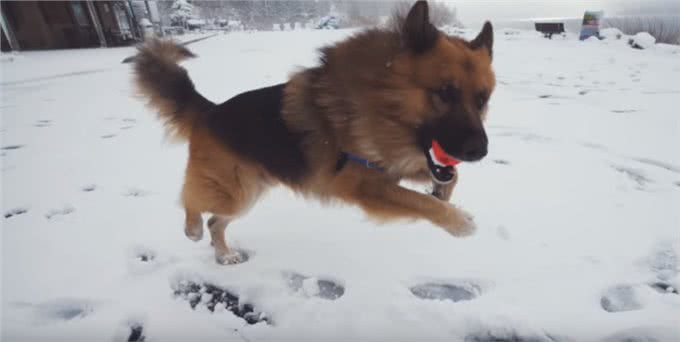 狗狗被主人锁在后院多年，第一次看到海，它激动得嗷嗷叫