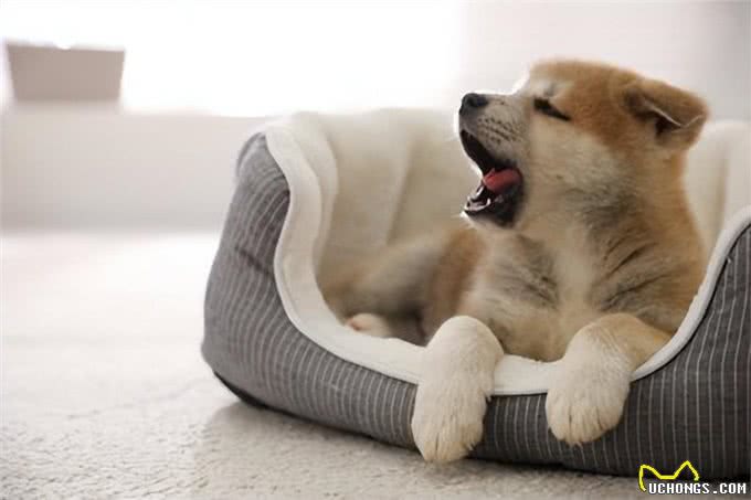 狗狗床清洁大解密!正确清洗方法让爱犬更健康