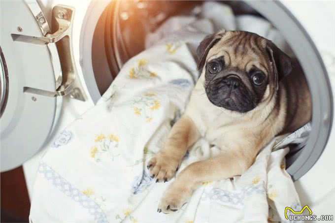 狗狗床清洁大解密!正确清洗方法让爱犬更健康