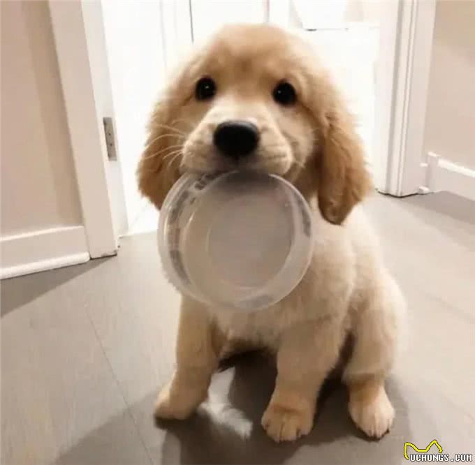 金毛饲养指南看这一篇就够了