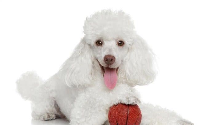 养贵宾犬会遇到哪些问题，受不了就别养，不然有你烦的