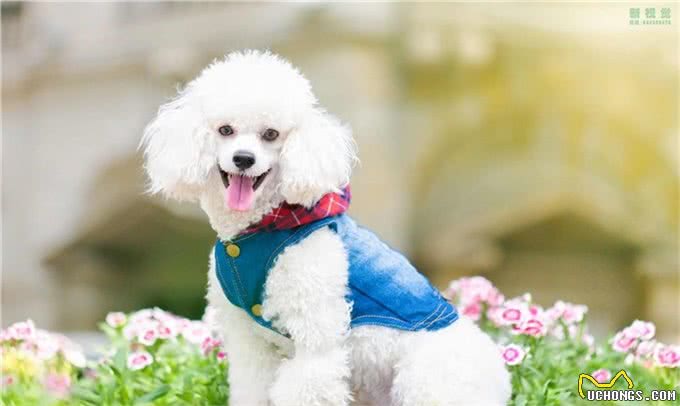 养贵宾犬会遇到哪些问题，受不了就别养，不然有你烦的