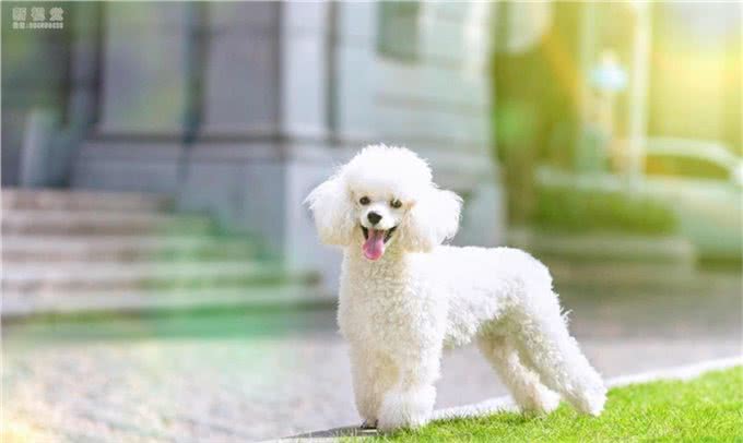 养贵宾犬会遇到哪些问题，受不了就别养，不然有你烦的