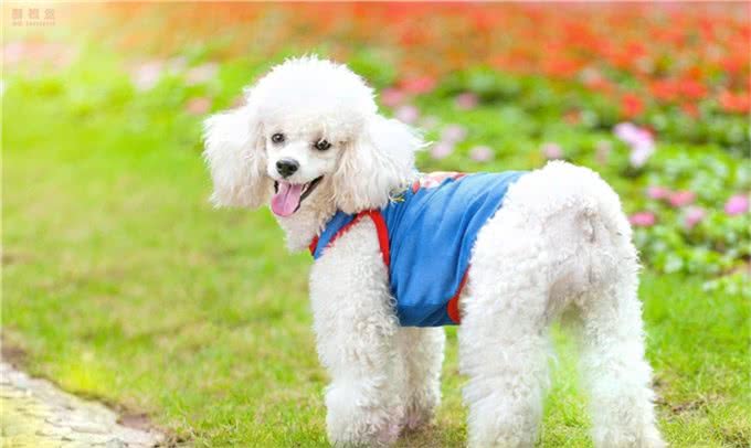 养贵宾犬会遇到哪些问题，受不了就别养，不然有你烦的