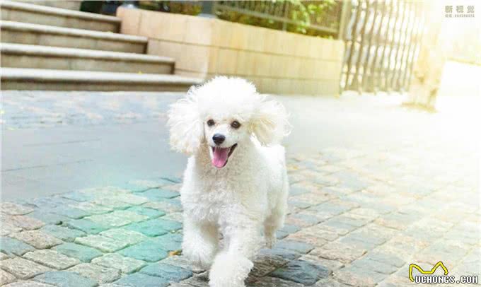 养贵宾犬会遇到哪些问题，受不了就别养，不然有你烦的