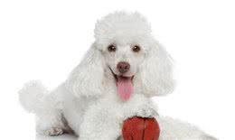 养贵宾犬会遇到哪些问题，受不了就别养，不然有你烦的