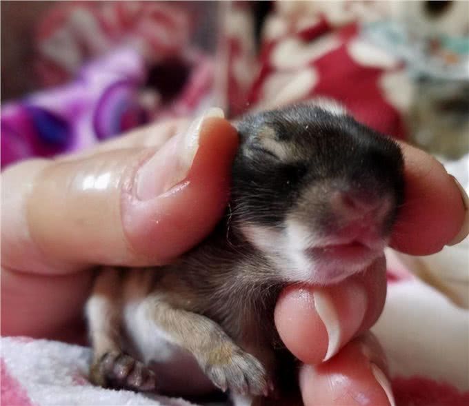 母犬把幼崽叼给主人，原来是这些原因