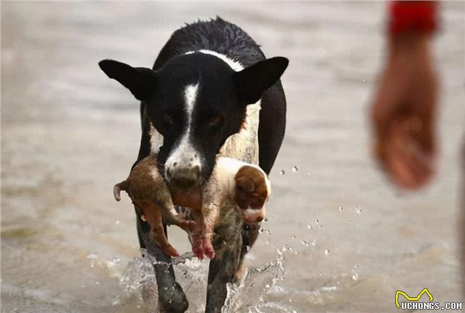母犬把幼崽叼给主人，原来是这些原因