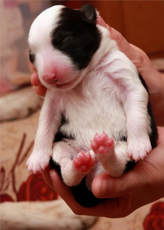 母犬把幼崽叼给主人，原来是这些原因