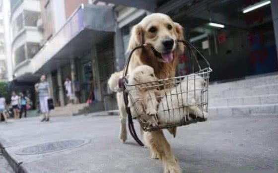 母犬把幼崽叼给主人，原来是这些原因