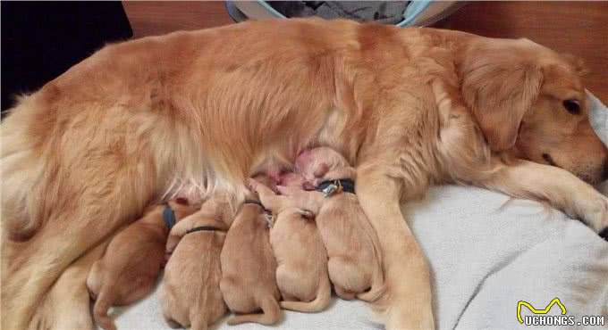 母犬把幼崽叼给主人，原来是这些原因