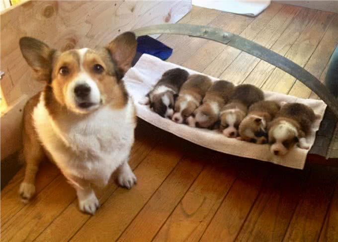 母犬把幼崽叼给主人，原来是这些原因