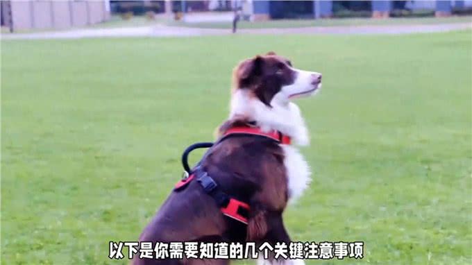 养狗经验分享，狗狗唤名训练秘籍来了，让你秒变训狗达人